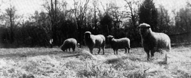 023-030-01-Sheep-Fencing