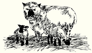 023-030-01-Sheep-Housing