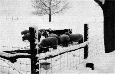 023-030-01-Woolie-winter-feed