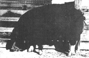 023-068-01-Poland china boar