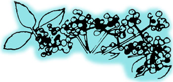 027-017-01-elderberries