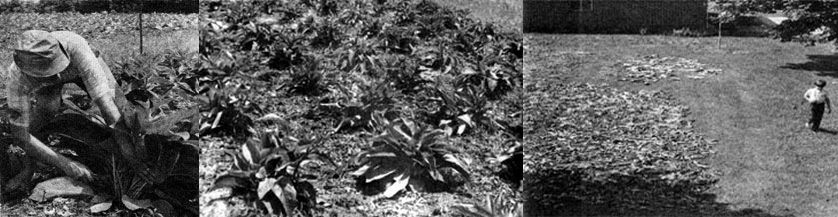 027-054-01-comfrey1m