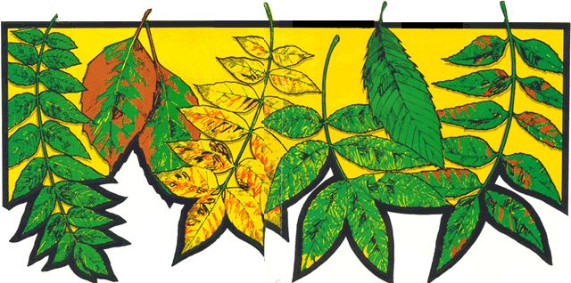 029-centerfold-0_01m