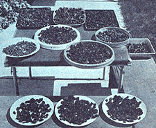 034-034-01-natural-sweetnes