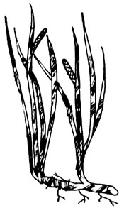 035-centerfold-01-im6