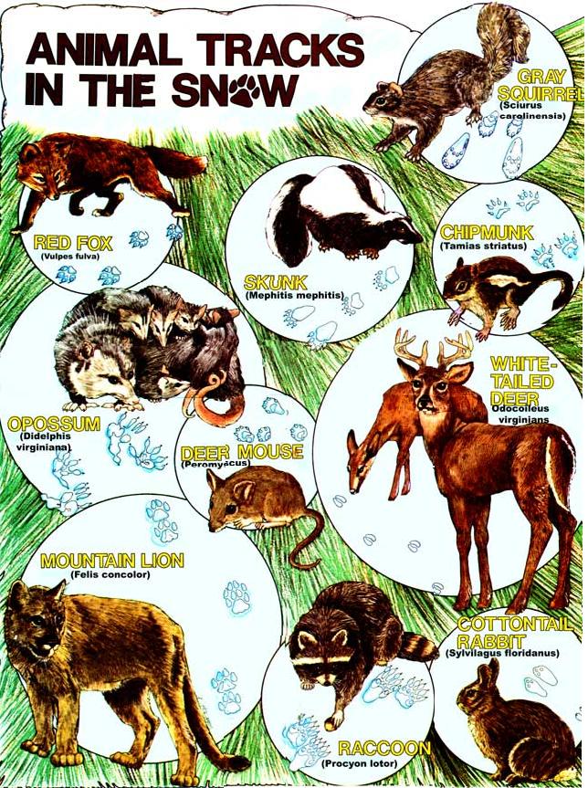 Animal-Tracks_01-01