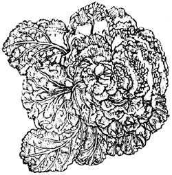 038-036-01-freezing-of-vege