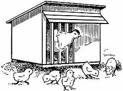 038-049-01-Brooding-chicks