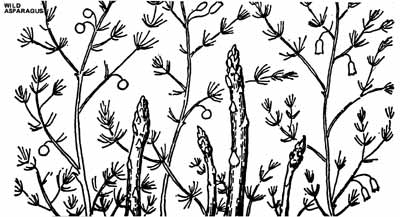 038-055-01-Wild-Asparagus