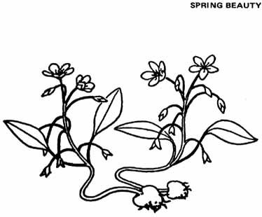 038-055-01-Fairy Spuds