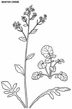 038-055-01-winter-cress
