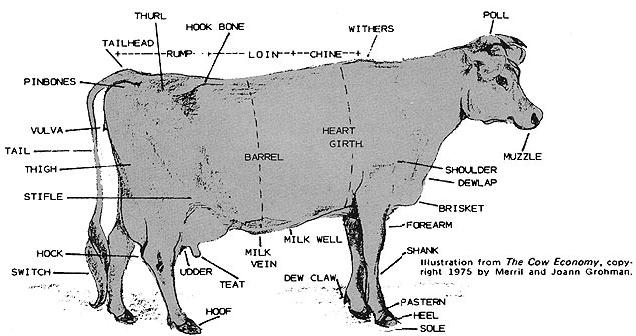 039-104-01-brown-cow_01-01