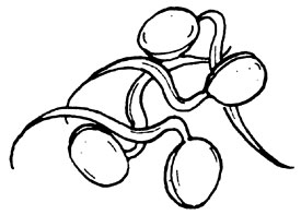 039-040-01-Buttered-Soybean