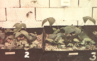 039-032-01-organic-hydropon