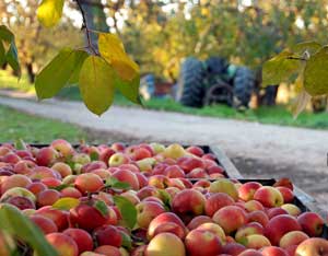 cider apples
