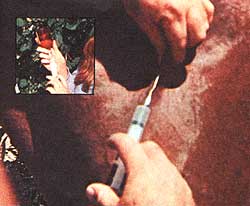 043-090-01-Subcutaneous-sho