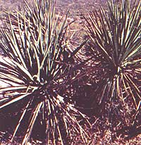 043-123-01-Yucca