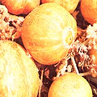 045-056-01-lemon-cucumber