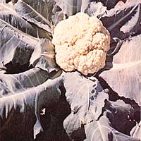 045-056-01-cauliflower-snow