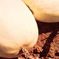 045-056-01-spaghetti-squash