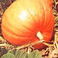 045-056-01-pumpkin