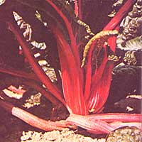 045-056-01-ruby-chard