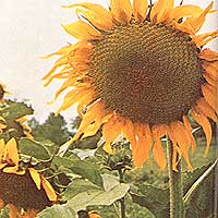 045-056-01-sunflower