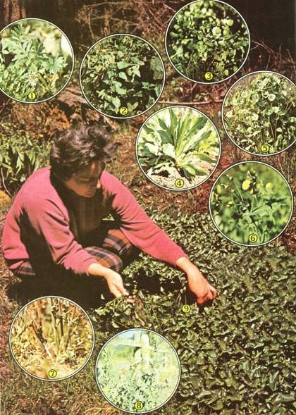 045-116-01-harvesting_01