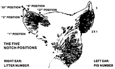 045-030-01-ear-notching