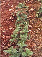 045-090d-01-spearmint