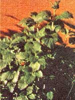 045-090d-01-lemon-balm