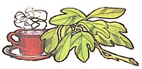 045-CF-01-sassafras-tea
