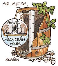 045-CF-01-strawberry-barrel