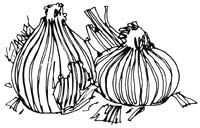 046-048-01-onion-dye