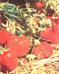 046-054-01-strawberries