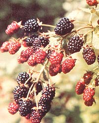 046-054-01-blackberries