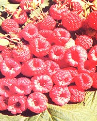 046-054-01-raspberries