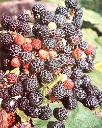 046-054-01-black-raspberrie