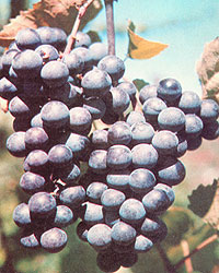 046-054-01-grapes-concord