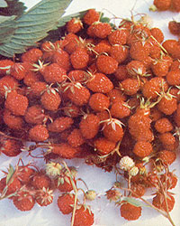 046-054-01-alpine-strawberr