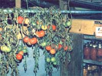 048-169-01-tomatoes