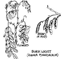 048-152-01-blackLocust
