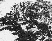 051-050-01-Zucchinis