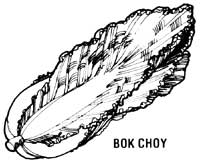 051-059-01-bok-choy