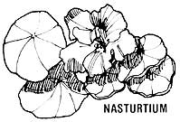 051-059-01-nasturtium