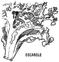 051-059-01-escarole