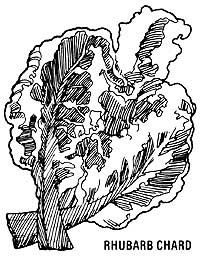 051-059-01-rhubarb-chard