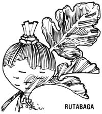 051-059-01-rutabaga