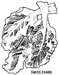 051-059-01-swiss-chard