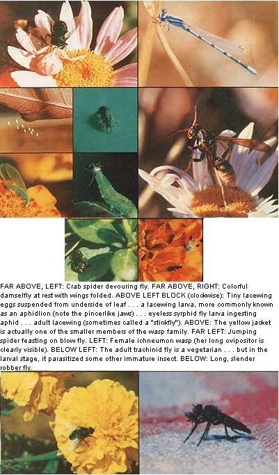 051-084-01-crab-spider_01